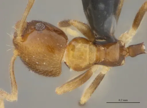 Brachymyrmex feitosai specimen UFV-LABECOL-002691 image ufv-labecol-002691_1