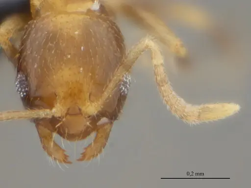 Brachymyrmex feitosai specimen UFV-LABECOL-002691 image ufv-labecol-002691_2