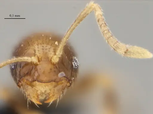 Brachymyrmex feitosai specimen UFV-LABECOL-002691 image ufv-labecol-002691_3