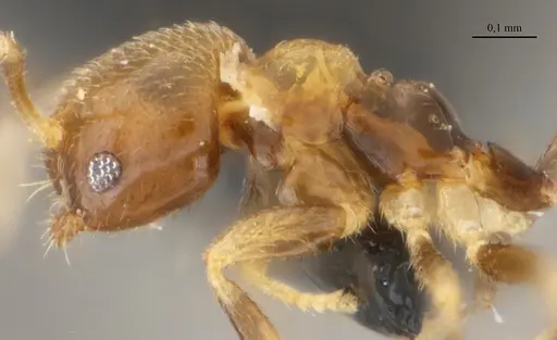 Brachymyrmex feitosai specimen UFV-LABECOL-002691 image ufv-labecol-002691_4