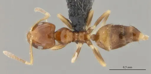 Brachymyrmex feitosai specimen UFV-LABECOL-002693 image ufv-labecol-002693_1