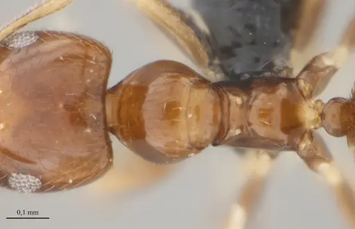 Brachymyrmex feitosai specimen UFV-LABECOL-002693 image ufv-labecol-002693_2