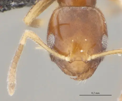 Brachymyrmex feitosai specimen UFV-LABECOL-002693 image ufv-labecol-002693_3