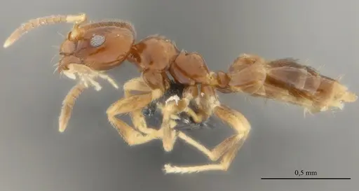 Brachymyrmex feitosai specimen UFV-LABECOL-002693 image ufv-labecol-002693_4