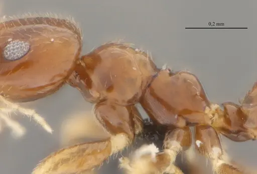 Brachymyrmex feitosai specimen UFV-LABECOL-002693 image ufv-labecol-002693_5