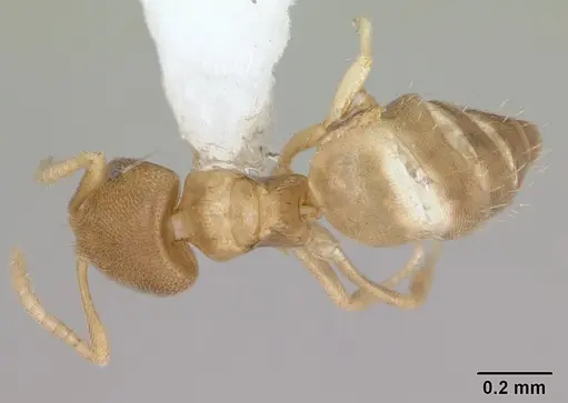 Brachymyrmex fiebrigi specimen CASENT0173476 image casent0173476_1