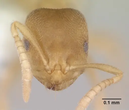 Brachymyrmex fiebrigi specimen CASENT0173476 image casent0173476_2