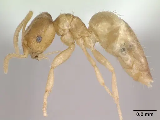 Brachymyrmex fiebrigi specimen CASENT0173476 image casent0173476_3