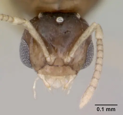 Brachymyrmex fiebrigi specimen CASENT0173477 image casent0173477_2