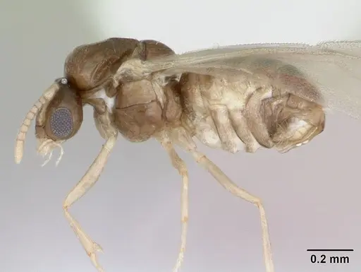 Brachymyrmex fiebrigi specimen CASENT0173477 image casent0173477_3