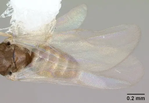 Brachymyrmex fiebrigi specimen CASENT0173477 image casent0173477_4