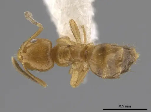 Brachymyrmex fiebrigi specimen CASENT0653713 image casent0653713_1