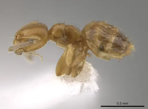 Brachymyrmex fiebrigi specimen CASENT0653713 image casent0653713_3