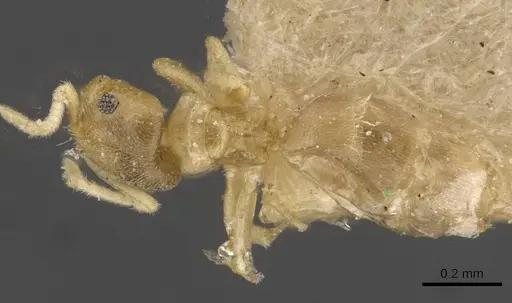 Brachymyrmex fiebrigi specimen USNMENT00757164 image usnment00757164_1