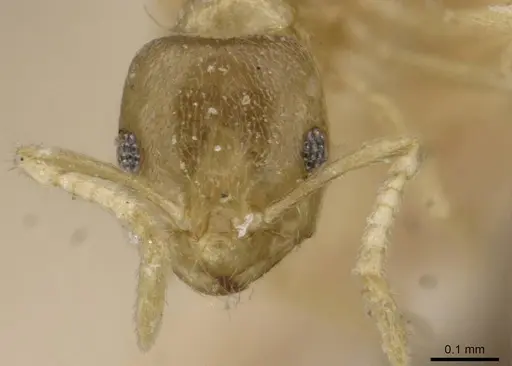 Brachymyrmex fiebrigi specimen USNMENT00757164 image usnment00757164_2
