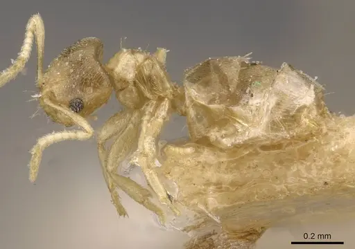 Brachymyrmex fiebrigi specimen USNMENT00757164 image usnment00757164_3
