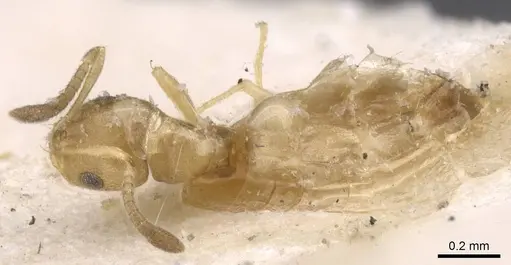 Brachymyrmex fiebrigi specimen USNMENT00757181 image usnment00757181_1