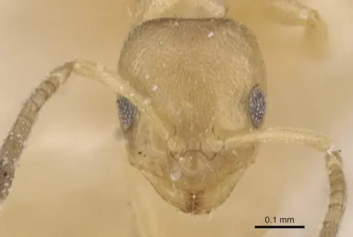 Brachymyrmex fiebrigi specimen USNMENT00757181 image usnment00757181_2