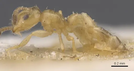 Brachymyrmex fiebrigi specimen USNMENT00757181 image usnment00757181_3