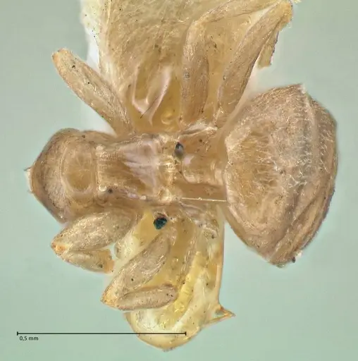 Brachymyrmex flavidulus specimen FOCOL2900 image focol2900_1