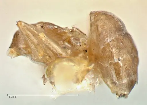 Brachymyrmex flavidulus specimen FOCOL2900 image focol2900_2