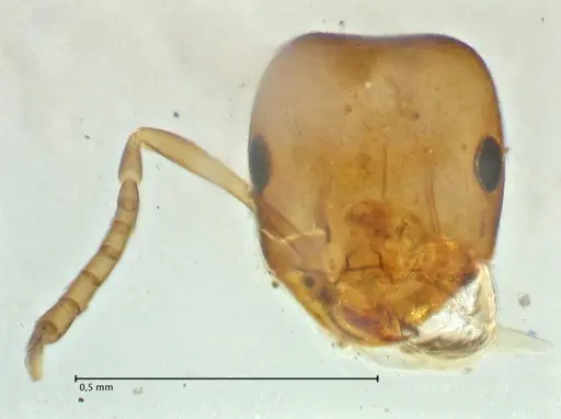 Brachymyrmex flavidulus specimen FOCOL2910 image focol2910_1