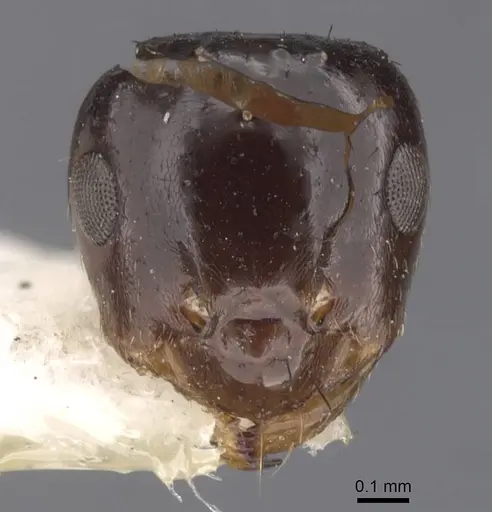 Brachymyrmex gaucho specimen CASENT0911607 image casent0911607_2