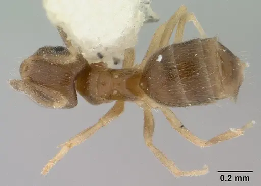 Brachymyrmex giardi specimen CASENT0179482 image casent0179482_1