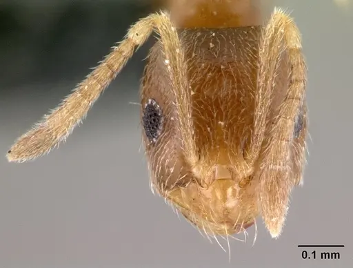 Brachymyrmex giardi specimen CASENT0179482 image casent0179482_2