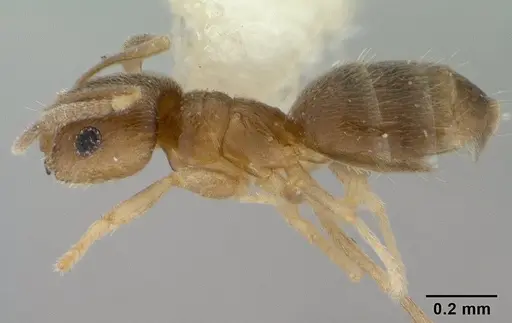 Brachymyrmex giardi specimen CASENT0179482 image casent0179482_3