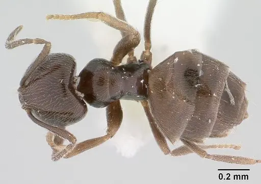 Brachymyrmex giardi specimen CASENT0179484 image casent0179484_1