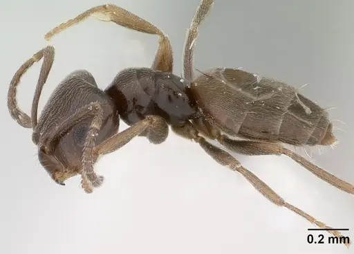 Brachymyrmex giardi specimen CASENT0179484 image casent0179484_3