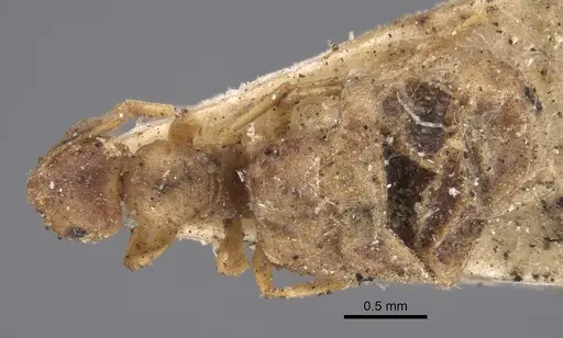 Brachymyrmex giardi specimen CASENT0917864 image casent0917864_1