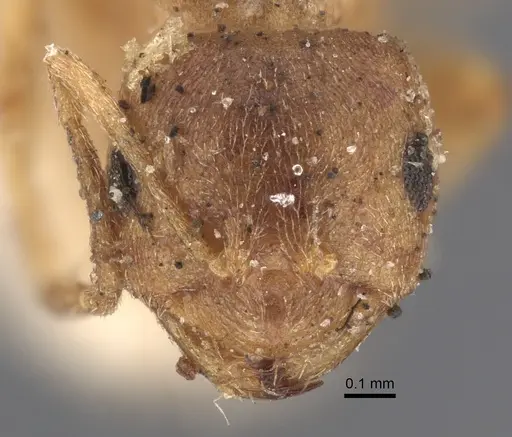 Brachymyrmex giardi specimen CASENT0917864 image casent0917864_2