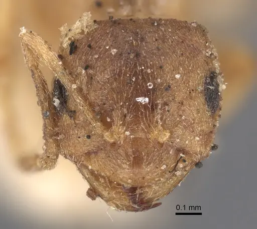 Brachymyrmex giardi specimen CASENT0917864 image casent0917864_3