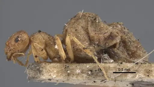 Brachymyrmex giardi specimen CASENT0917864 image casent0917864_4