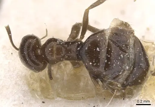 Brachymyrmex giardi specimen USNMENT00757182 image usnment00757182_1