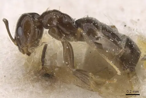 Brachymyrmex giardi specimen USNMENT00757182 image usnment00757182_3