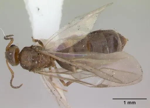 Brachymyrmex heeri specimen CASENT0173227 image casent0173227_1