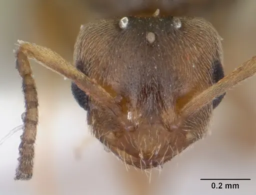 Brachymyrmex heeri specimen CASENT0173227 image casent0173227_2