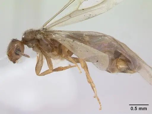 Brachymyrmex heeri specimen CASENT0173227 image casent0173227_3