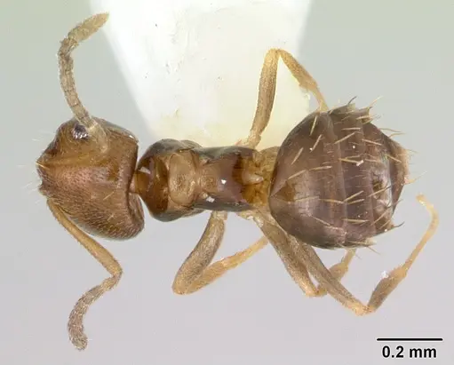 Brachymyrmex heeri specimen CASENT0173228 image casent0173228_1