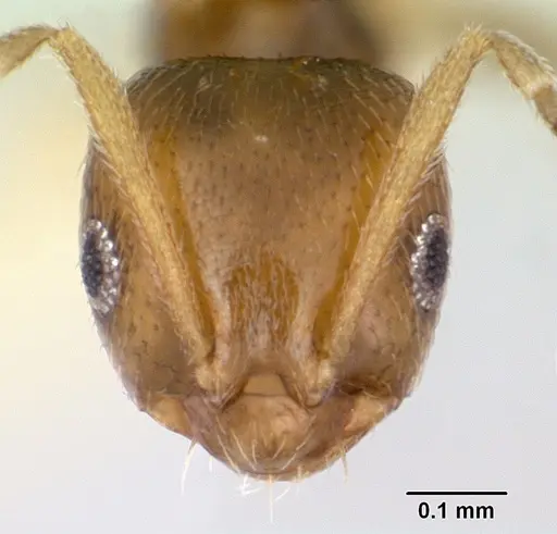 Brachymyrmex heeri specimen CASENT0173228 image casent0173228_2