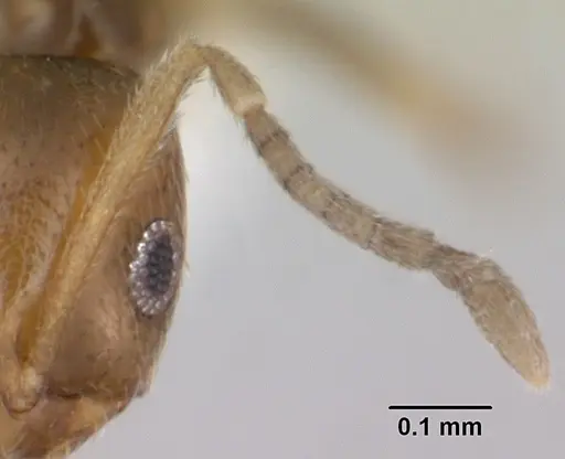 Brachymyrmex heeri specimen CASENT0173228 image casent0173228_3
