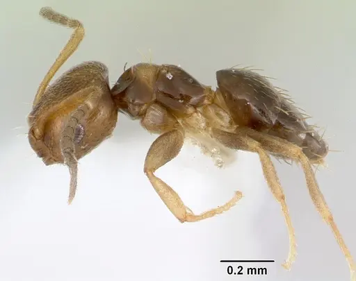 Brachymyrmex heeri specimen CASENT0173228 image casent0173228_4