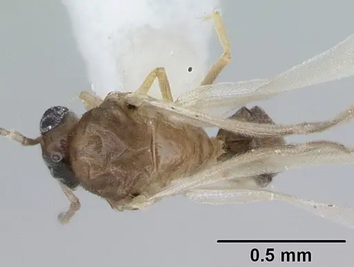 Brachymyrmex heeri specimen CASENT0173229 image casent0173229_1