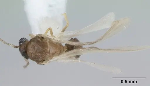 Brachymyrmex heeri specimen CASENT0173229 image casent0173229_2