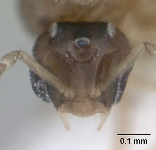 Brachymyrmex heeri specimen CASENT0173229 image casent0173229_3