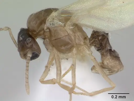 Brachymyrmex heeri specimen CASENT0173229 image casent0173229_4