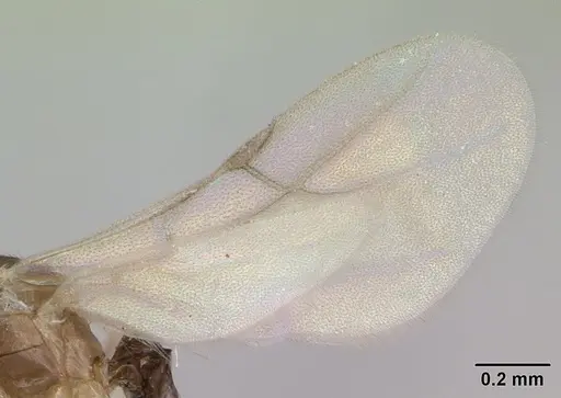 Brachymyrmex heeri specimen CASENT0173229 image casent0173229_5